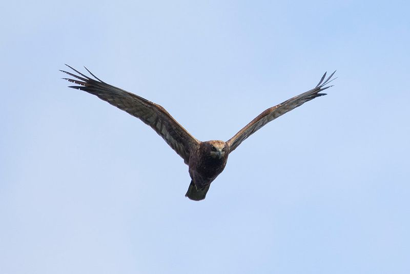 bruine kiekendief - Marsh Harrier - Circus aeruginosus