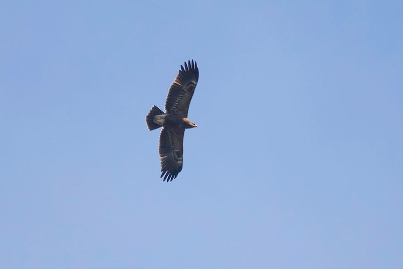 Schreeuwarend, lesser spotted eagle, aquila pomarina