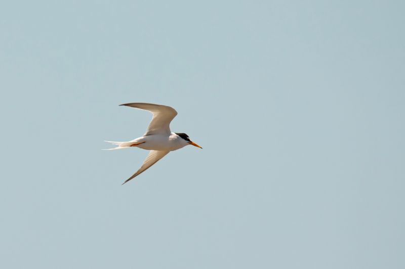 dwergstern - Little Tern - Sterna albifrons