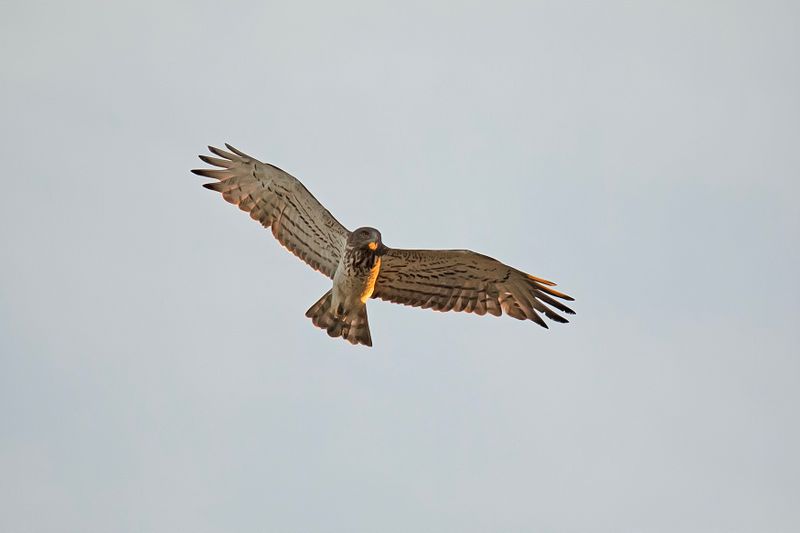 788A0975 Slangenarend 10-05-23 Extremadura.jpg