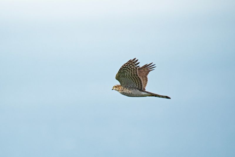 sperwer -  Sparrowhawk - Accipiter nisus,