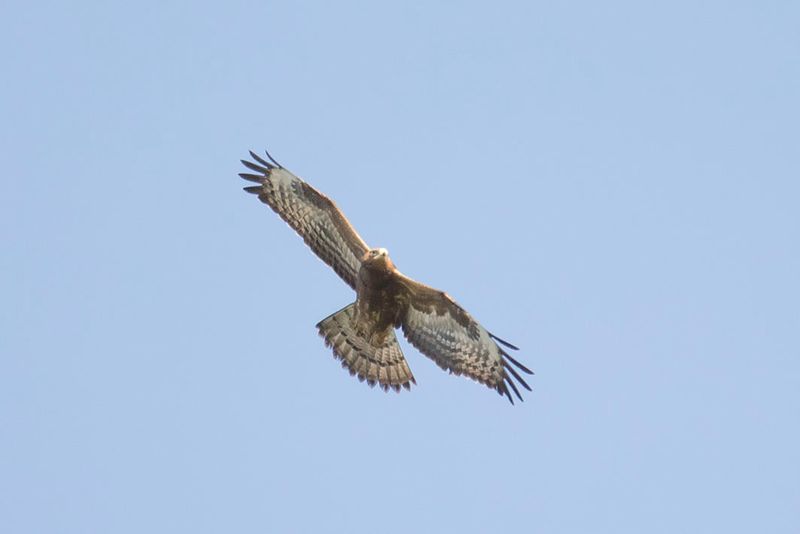 788A3452.Steppebuizerd 20-09-23 Batumi Georgie