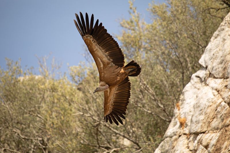 788A9900 Vale gier 08-05-23 Extremadura.jpg