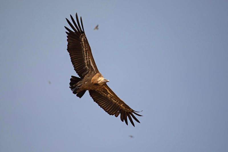 vale_gier, Griffon vulture