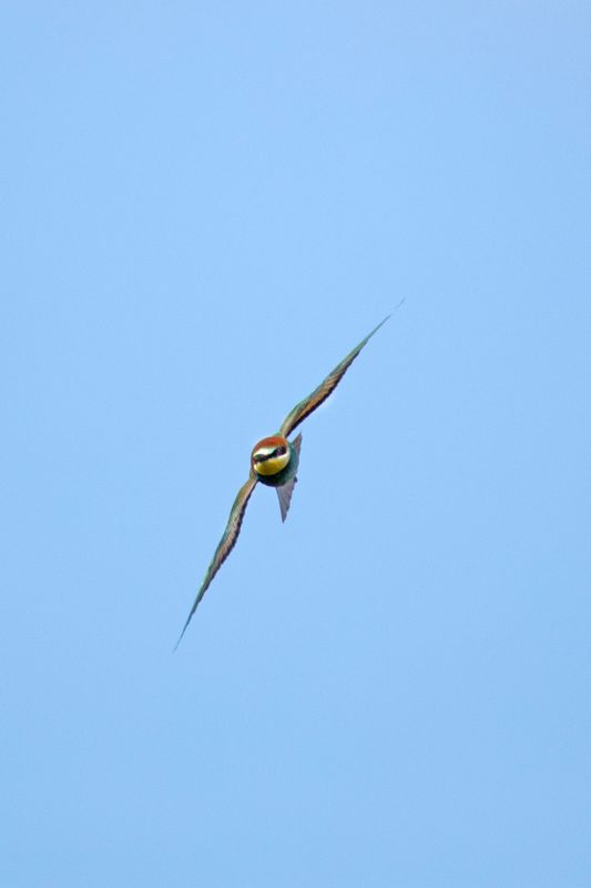 bijeneter, bee-eater, Merops apiaster