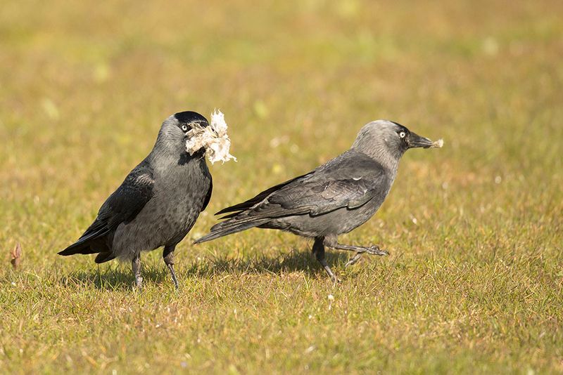 kauw - Jackdaw - Corvus monedula