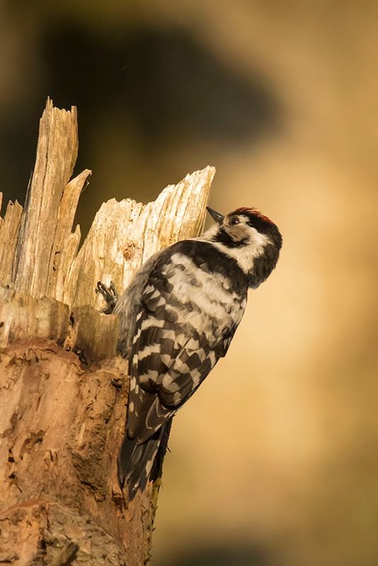kleine bonte specht -  Lesser Spotted Woodpecker - Dendrocopos minor,