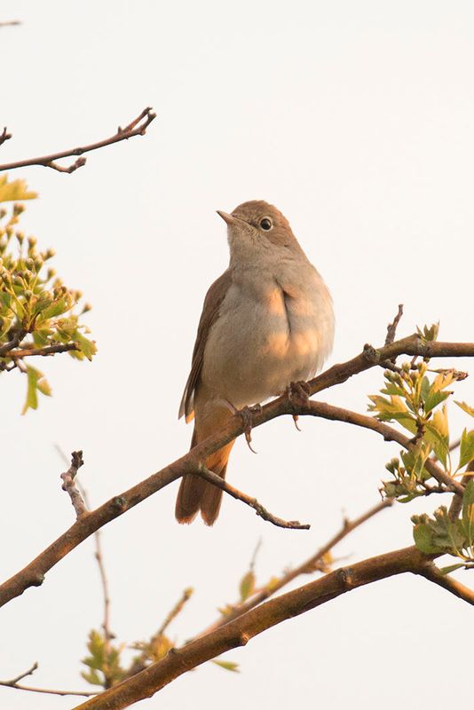 nachtegaal -  Nightingale - Luscinia megarhynchos