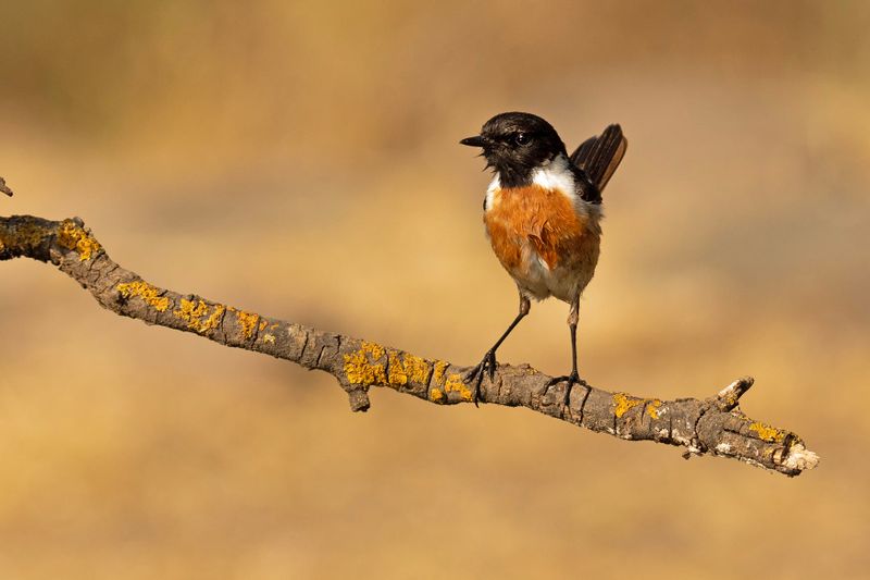 roodborsttapuit -  Stonechat - Saxicola rubicola,