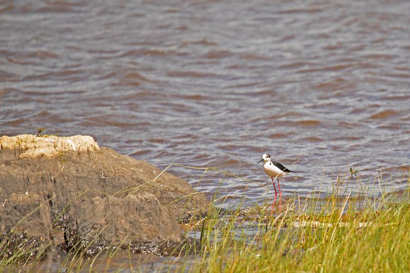 788A0479 Steltkluut 09-05-23 Extremadura.jpg