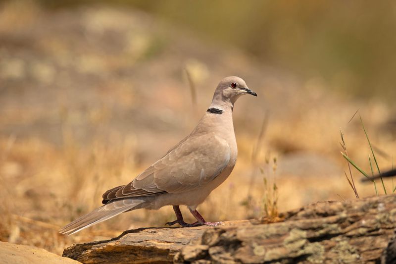 turkse tortel -  Collared Dove - Streptopelia decaocto