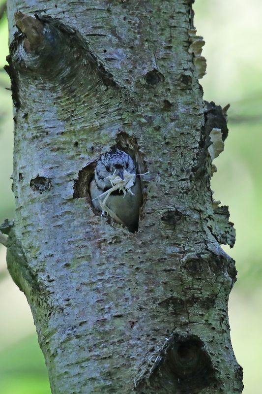 788A8940 Kuifmees uit nest 07-05-24 Duindamse slag Noordwijk.jpg