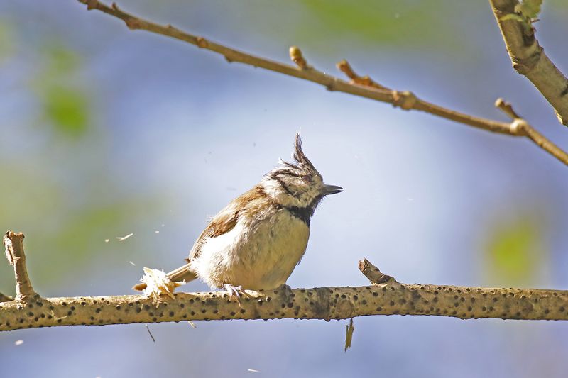 kuifmees - , Crested Tit - Lophophanus cristatus