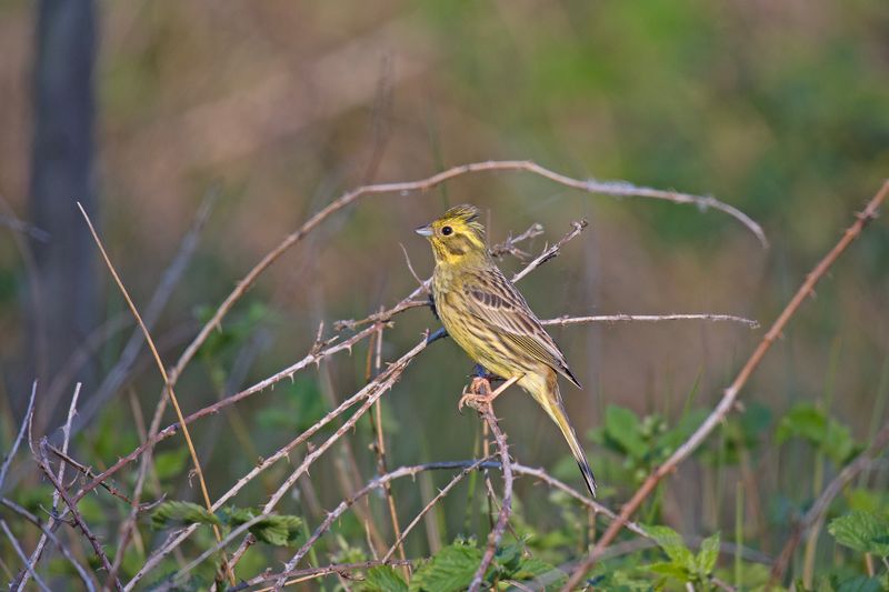 788A9696 Geelgors vrouw 14-05-24 Dwingelderveld.jpg