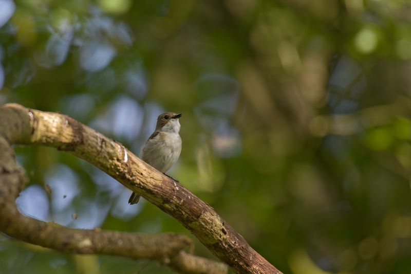 788A9765 Bonte vliegenvanger 15-05-24 Dwingelderveld.jpg