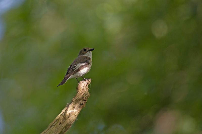 788A9785 Bonte vliegenvanger 15-05-24 Dwingelderveld.jpg