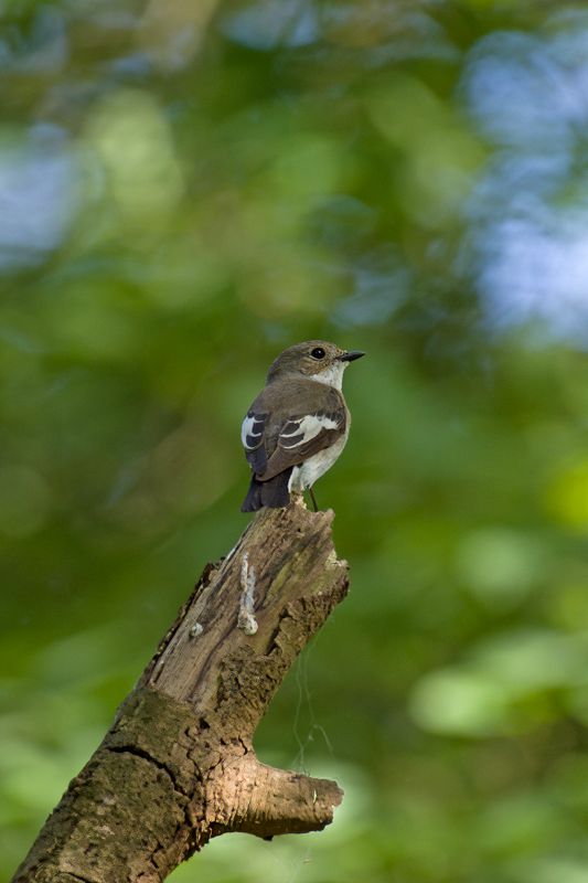 788A9800 Bonte vliegenvanger 15-05-24 Dwingelderveld.jpg
