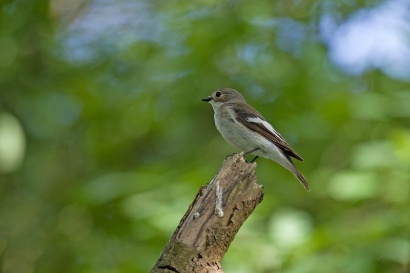 788A9803 Bonte vliegenvanger 15-05-24 Dwingelderveld.jpg