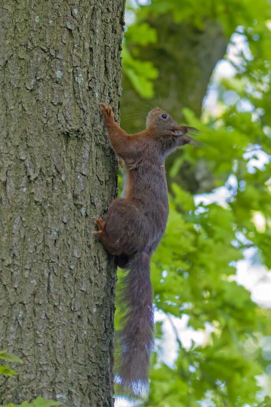 eekhoorn - squirrel - Sciurus vulgaris