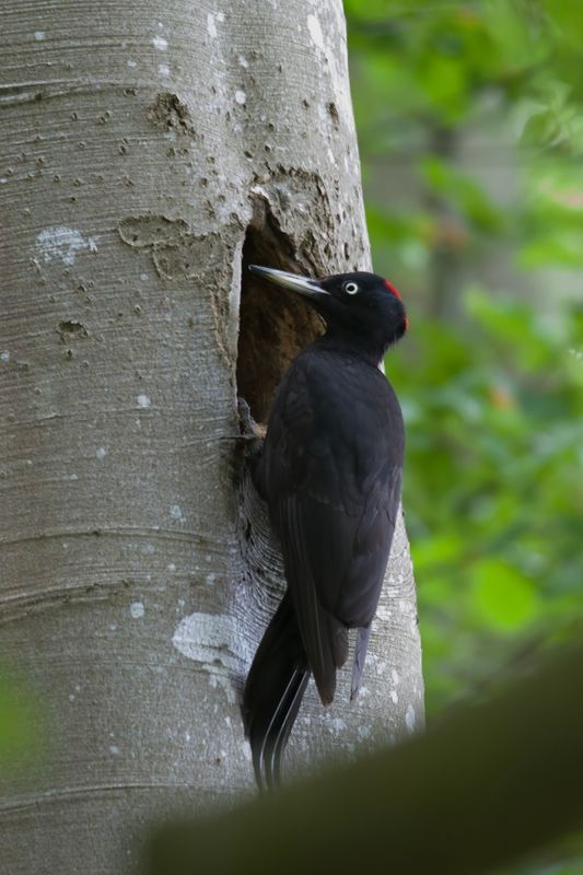 zwarte_specht, Black Woodpecker