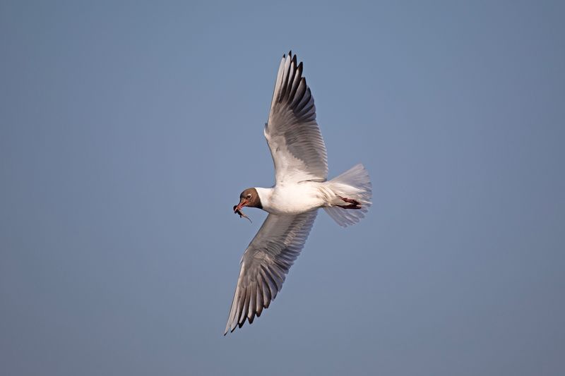 kokmeeuw -  Black-headed Gull - Croicocephalus ridibundus