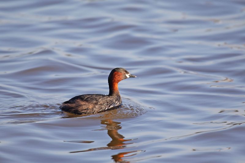 dodaars - Little Grebe - Tachibaptus ruficollis