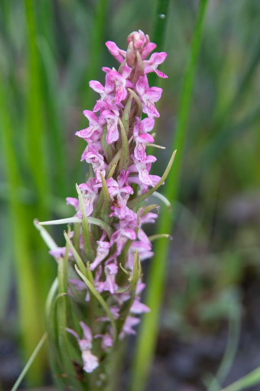 788A0259 Vleeskleurige orchis.jpg