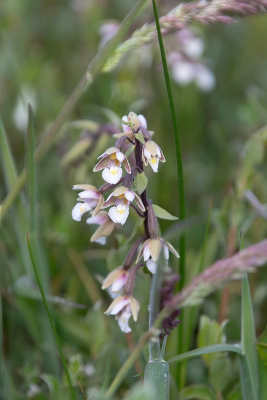 788A0276 Moeraswespenochis.jpg