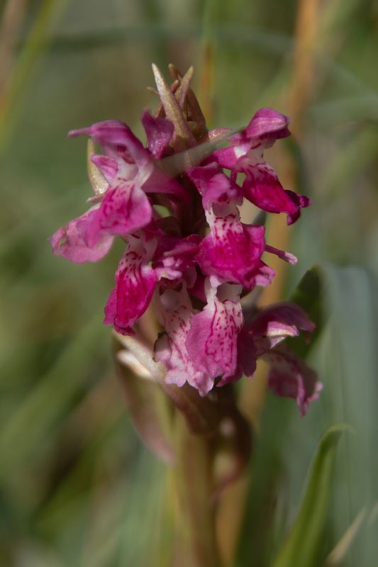 788A0316 steenrode orchis.jpg