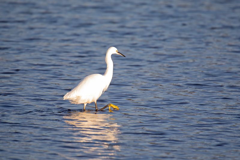 788A2775 Kleine zilverreiger 03-11-24 Nieuwe driemanspolder.jpg