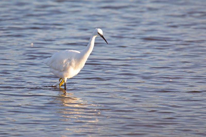 788A2778 Kleine zilverreiger 03-11-24  Nieuwe driemanspolder.jpg