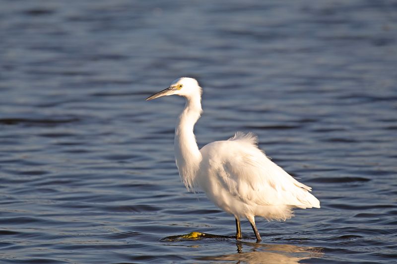 788A2798 Kleine zilverreiger 03-11-24 Nieuwe driemanspolder.jpg