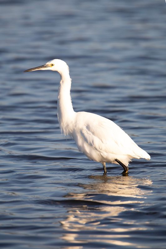 788A2812 Kleine zilverreiger 03-11-24 Nieuwe driemanspolder.jpg