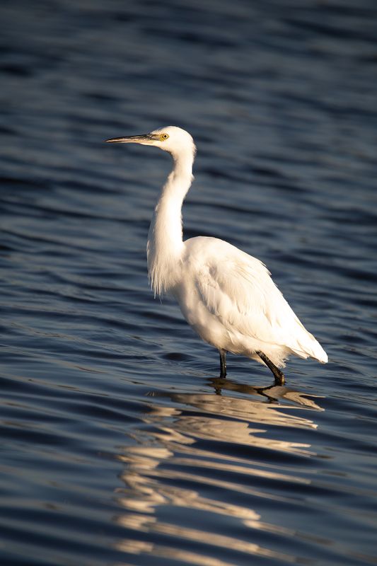 788A2809 Kleine zilverreiger 03-11-24 Nieuwe driemanspolder.jpg