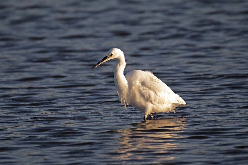 788A2791 Kleine zilverreiger  03-11-24 Nieuwe driemanspolder.jpg