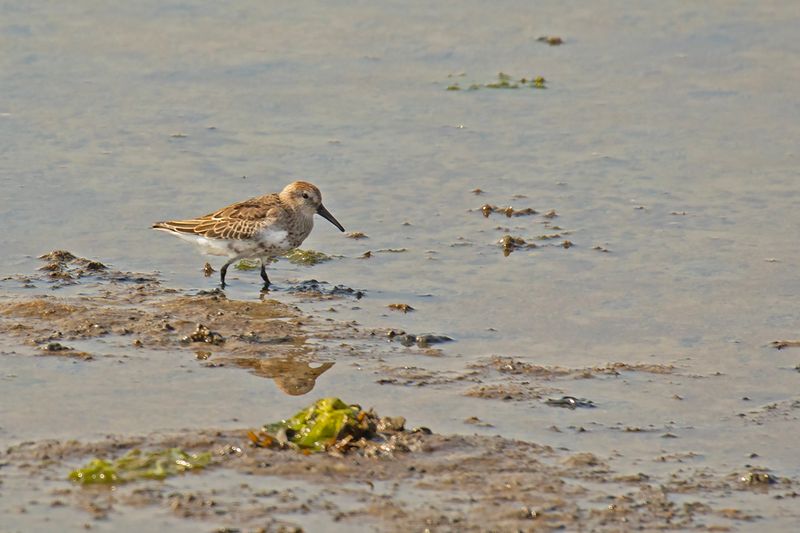 788A3129 bonte strandloper ameland 10-09-23.jpg
