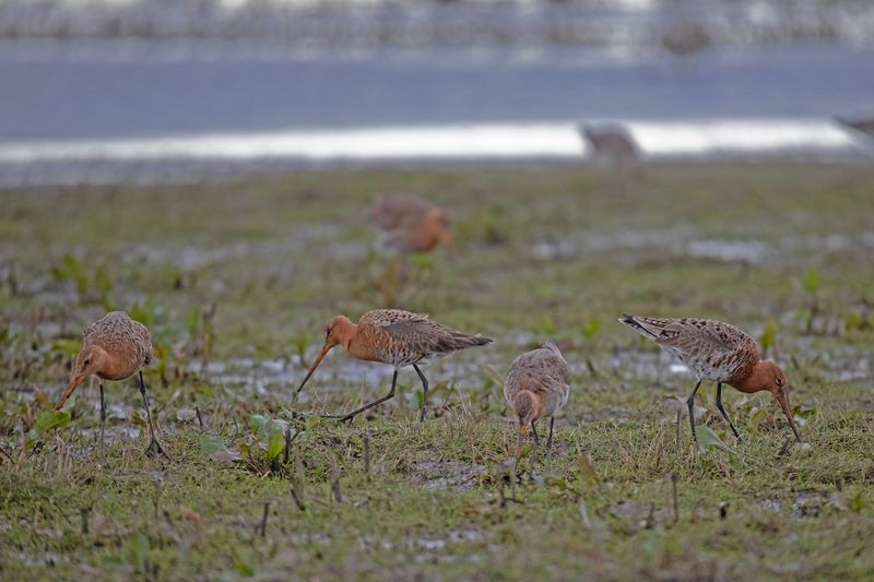 788A7585  Grutto 01-03-24 Polder Arkenheem.jpg