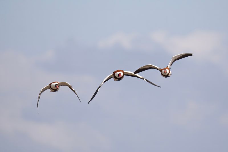 eenden, zwanen en ganzen , ducks, swans  and gooses