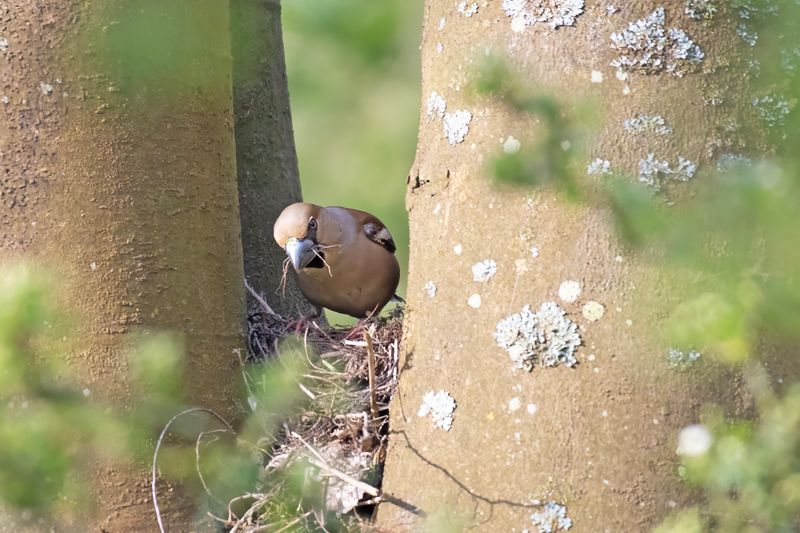 788A4927 Appelvink Nestbouw 22-04-2025 Langeveld.jpg