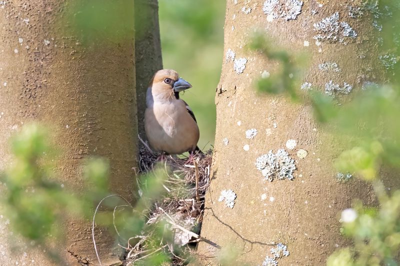 788A4944 Appelvink nestbouw 2204-2025 Langeveld.jpg