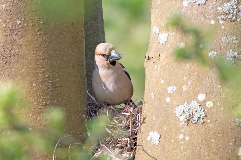 788A4948 Appelvink nestbouw 22-04-2025 Langeveld.jpg