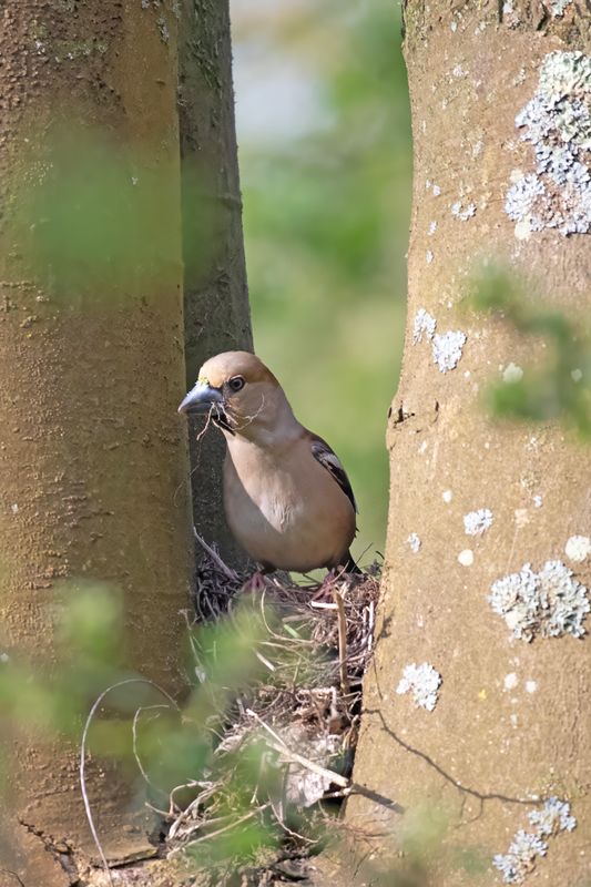appelvink_hawfinch