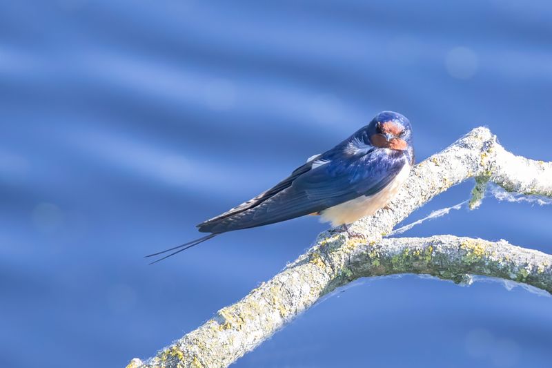 boerenzwaluw - Barn Swallow - Hirundo rustica