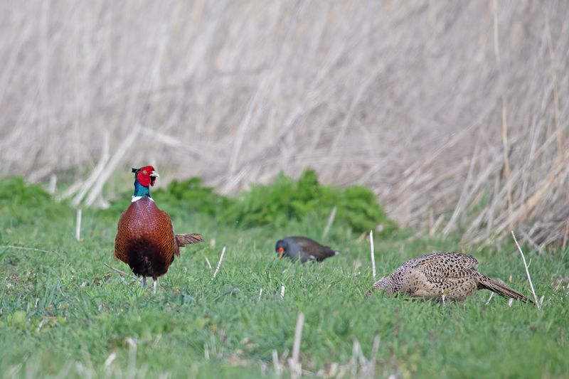 Fazant - Pheasant - Phasianus colchicus