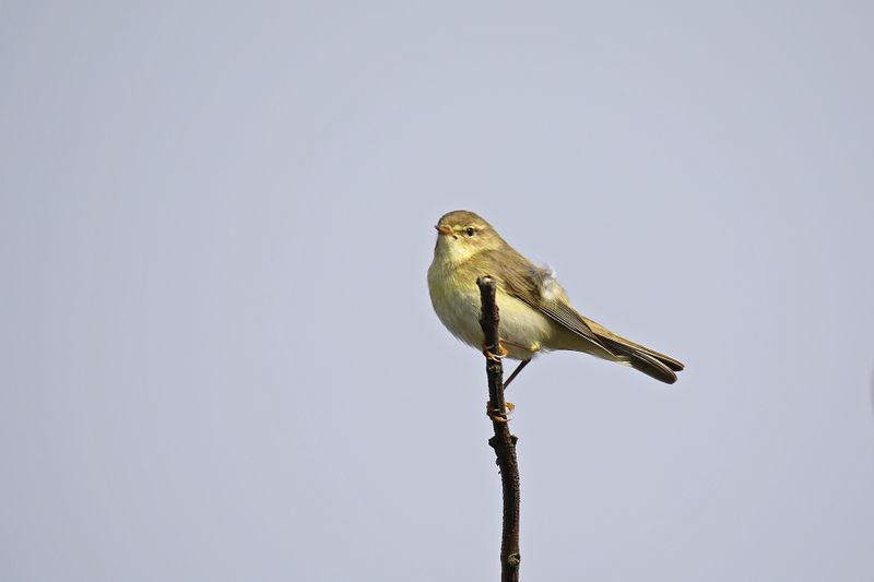 788A8770 Fitis 05-05-24 Noordduinen Nooordwijk.jpg