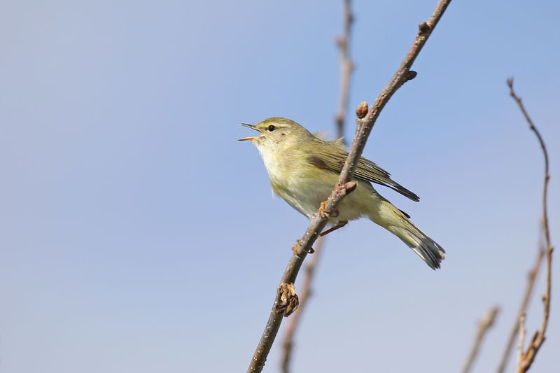 fitis - Willow Warbler -  Phylloscopus trochilus