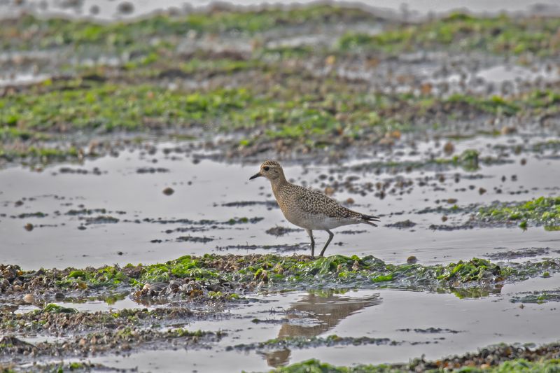 788A1491 Goudplevier Schiermonnikoog 07-09-2024.jpg