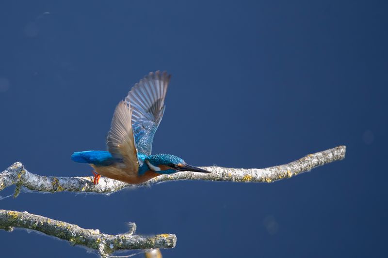 ijsvogel - , Kingfisher - Alcedo atthis