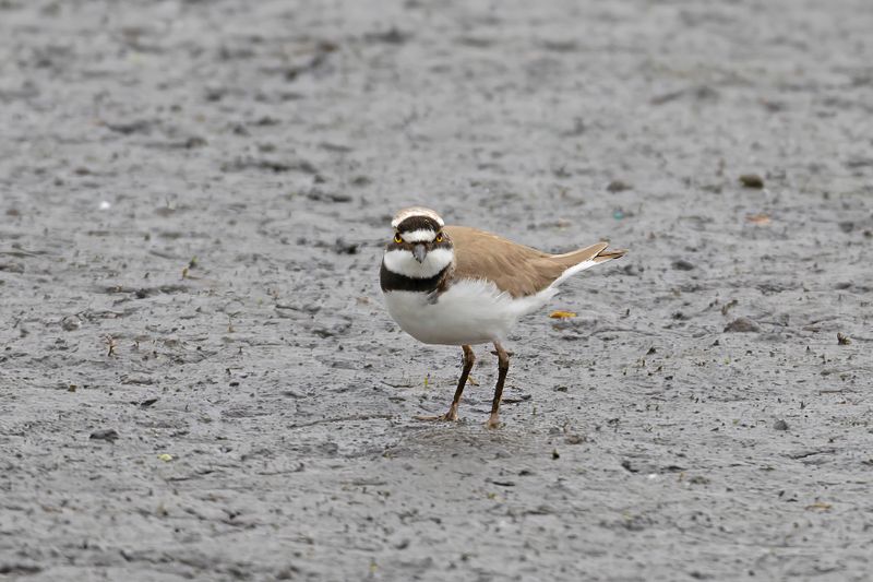 788A5449 Kleine plevier vogelhut Sytse Mar d alde faenen.jpg
