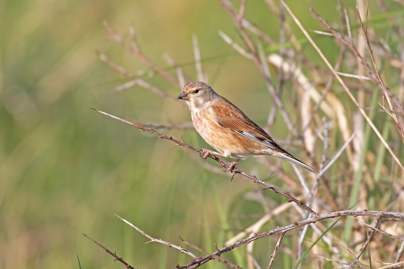 kneu -  Linnet - Carduelis cannabina